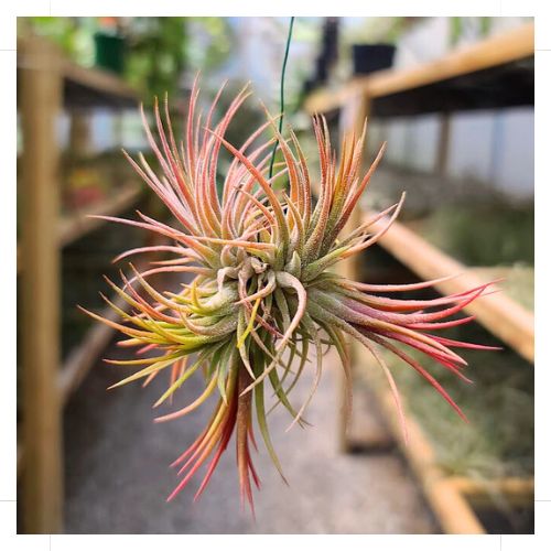 Ionantha Mexican Clump on Wire